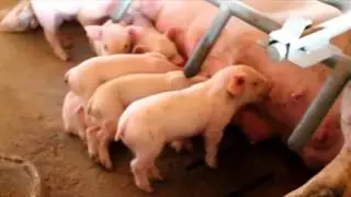 INSTALAÇÕES PARA SUINOCULTURA