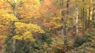 Randonn&eacute;e dans les Vosges ( For&ecirc;t de Blanchemer en automne)