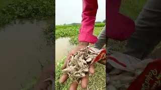 Unique hook fishing in the canal | catch big fish using small fish bait #fishingvideo #fish #bass
