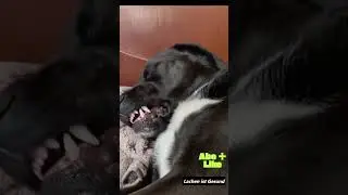 &bdquo;Wenn Hunde tr&auml;umen 😴🐶 Die s&uuml;&szlig;esten Schlafmomente!&ldquo;