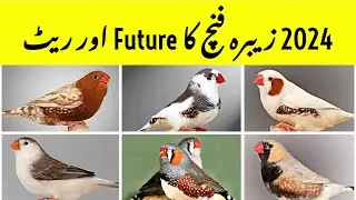 2024 Zebra Finch Future | Zebra Finch Farming Business | Finch Business Plan | Birds Farming