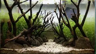 How to make Aquascape Jungle Style 30 cm