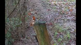 Robin red breast on a post
