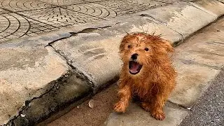 Heartfelt Persistence Rescued This Forsaken Cute Little Dog
