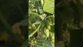 My #cucumber #plant is fruiting #gardener #gardenerscommunity #backyardgardening #backyardgardener