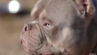 American Bully Dog from China！