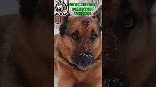 😘🐕&zwj;🦺🐺 Метис немецкой овчарки и волкособа Джейсон #немецкаяовчарка #germanshepherd #волкособ #собака