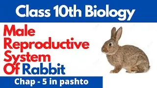 Male reproductive system of rabbit | 10th biology in pashto