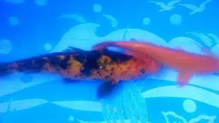 Hermosos Kois (Venta) -  Mundo Koi