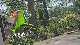 MONSTER TREE 🌳 DOWN PARTE #6 #hardwork #fyp #viral #parati #like #subscribe #share #comment #blessed