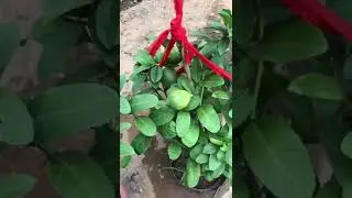 Hack Gardening And Grafting   Tree Crafting From Cutting Branch #TheFlower #Part  129