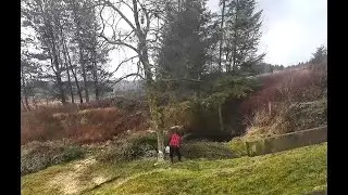 Stihl 070 090 Takes down unstable root plate Birch.