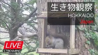 2026.1.24【LIVE】北海道の生き物観察（札幌郊外の餌場）
