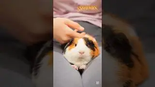 Happy Guinea Pig Sounds