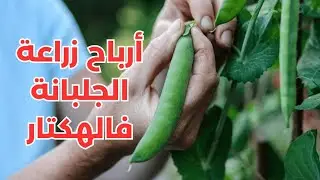 زراعة جلبانة - شحال الدخل والإنتاج من زراعة الجلبانة فالهكتار الواحد فالمغرب 