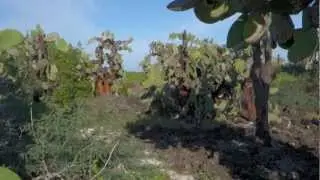 Walking in an Opuntia Cactus Forest - Galapagos Islands
