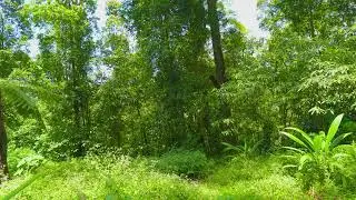 Best Study Music Piano - Sunny Forest Ambience with Calm Keys for High Concentration