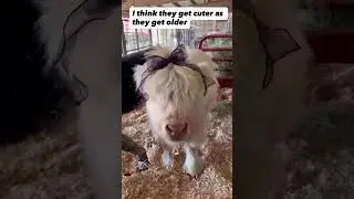 Cutest Cow Ever 🐮✨ Meet Fluffy Farm Star! #shorts