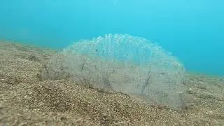 Headshield Slug Egg Mass