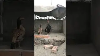 aseel murgha video