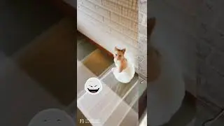 #хочуврек#cat#catlover#catstory#lovelyanimals