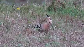 Eurasian Hoopoe - Upupa epops - Huppe fasci&eacute;e - Hop / Auderghem - Belgium / September 2, 2025