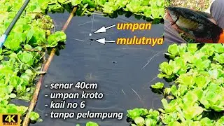 PAKAI CARA JITU MANCING IKAN SEPAT SIAM INI - PASTI PESTA STRIKE !!!