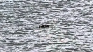 Vroege Vogels - Alk in de Jacobahaven