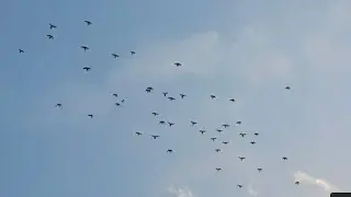 Jila Bijnor ki kabootar bazi | Haseenustaad kah desi udnah wale kabootar