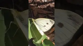 Close Up View Butterfly/Moth #health #nature #plants #insects #butterfly #beautiful #cool #garden