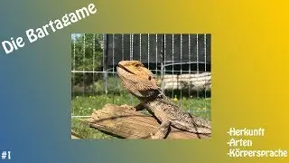 Die Bartagame; Herkunft und Körpersprache; Video #001