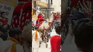 Decorated Camels 🐫 Dancing To The Dhol Beats #camel #camelrace #desertlife #livestock #animals