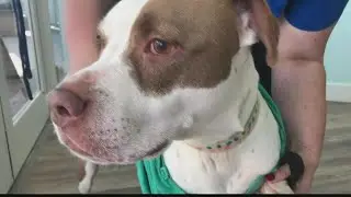 New noninvasive cancer treatment at a Jacksonville vet saved a beloved dog's life