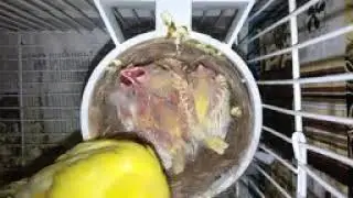 صوت فراخ الكناري