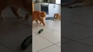 cats vs cucumber challenge