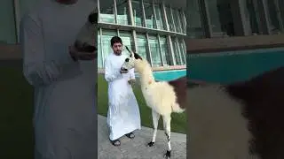 Eating Food 🍲😋#animals #lover #lovelydubai #crownprince #uae#dubai #prince #shortsvideo #shorts 💪💯