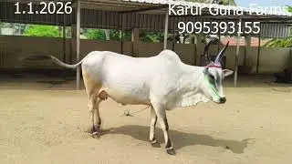 விற்பனைக்கு  மயிலை கிடாரி  இன்றைய பதிவு.