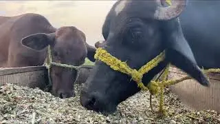 Cattle Farming 2025 