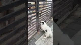Sound poyi appuzinte😂🥺#viral #viralshort #comedy #funny #pets #puppylove#pomeranian#comedy #shorts
