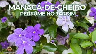 Manac&aacute;-de-Cheiro | Flores Perfumadas e Beleza no Jardim