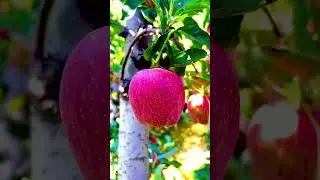 Kashmiri Apple || Red Apple || Apple Garden #kashmiriapple #apple #kashmir