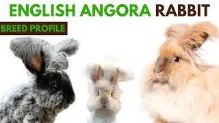 English Angora Breed Profile History - Traits - Price - English Angora Grooming Needs - Lifespan