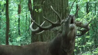 Hirsch r&ouml;hrt gigantisch - Trailer