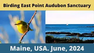 Birding East Point Audubon Sanctuary in Maine, USA