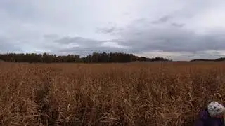 360&deg; view of overgrown pike pike spawning wetland