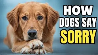 How Dogs Apologize You&rsquo;ll Be Surprised!