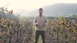 Cicadelles Jacobiasca lybica et Empoasca vitis : un risque croissant pour la vigne en méditerranée