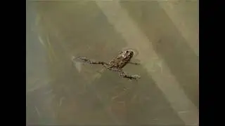 Izlivanje Tise u Kanjizi - Ki&aacute;radt Tisza Kanizs&aacute;n 2001. &aacute;prilis 1.
