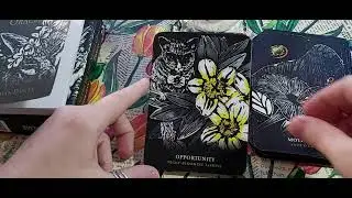 #flowersofthenightoracle Flowers of the Night Oracle by Cheralyn Darcey. Обзор оракульной колоды.