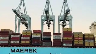 Big Friendly Hammerheads on the Maersk Algol